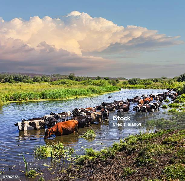 Vacas Wade Atravessa O Rio - Fotografias de stock e mais imagens de Agricultura - Agricultura, Aldeia, Ao Ar Livre