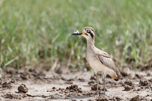 Closed up bizarre wader bird, adult Great thick-knee, also known as great stone-curlew, low angle view, side shot, in the morning walking and foraging on the agricultural field in nature of tropical climate, central Thailand.
