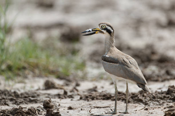 istock Wader bird : adult Great thick-knee (Esacus recurvirostris), also known as great stone-curlew. 1777625489
