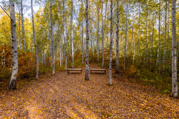 A birch forest road in Won-dae-ri, Inje-gun, Gangwon-do