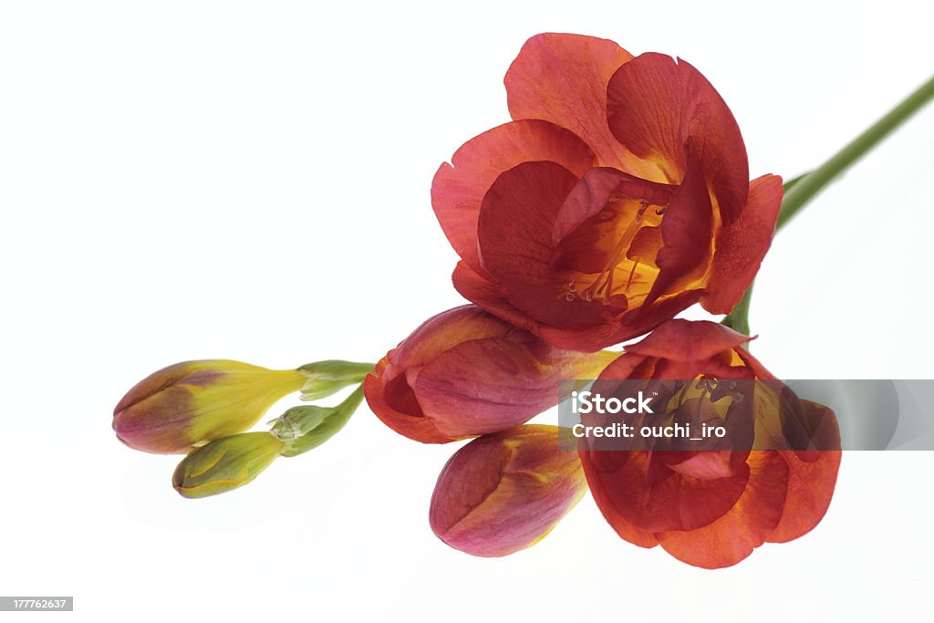 Bright red freesia scientific name: Anemone coronaria Freesia Stock Photo