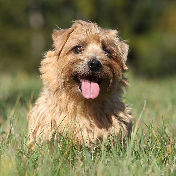 Norfolk terrier smiling at you stock photo