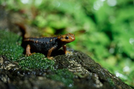 Closed up animal, adult Himalayan newt, also known as crocodile newt, crocodile salamander, Himalayan salamander, and red knobby newt, low angle view, front shot, foraging on the wetland in nature of tropical moist montane forest, national park in high mountain, northern Thailand.