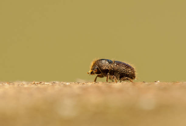 Ips typographus stock photo