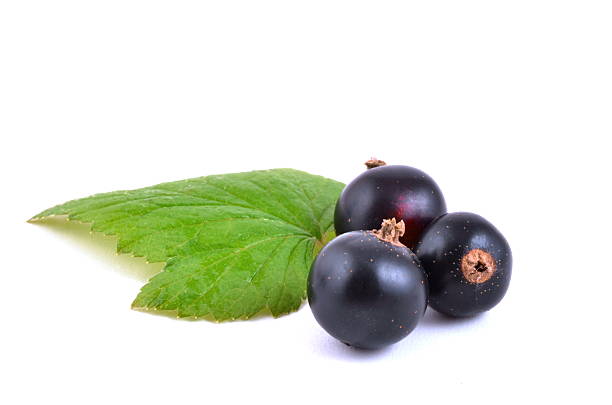 Blackcurrants close up on white background