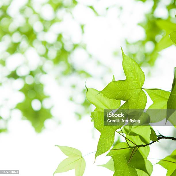 Photo libre de droit de Vert Feuille Dérable banque d'images et plus d'images libres de droit de Arbre - Arbre, Blanc, Carré - Composition