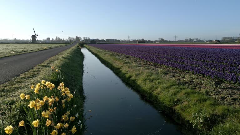 Tulips daffodils and Windmills.