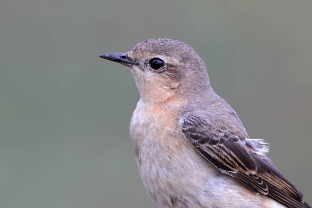 istock Flycatcher  bird : adult Northern wheatear or wheatear (Oenanthe oenanthe). 1777632385