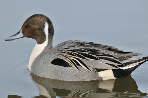 Pintail duck on the water.