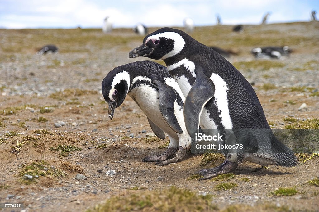 Trois pingouins vous recherchez un nid de Punta Arenas - Photo de Animal vertébré libre de droits