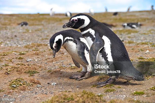 Photo libre de droit de Trois Pingouins Vous Recherchez Un Nid De Punta Arenas banque d'images et plus d'images libres de droit de Animal vertébré