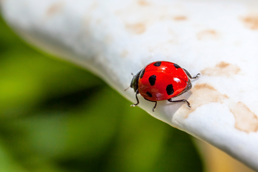 A little ladybird or coccinellid takes a stroll on a white flower petal.
