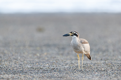 Closed up the sea bird in beauty light, adult Beach thick-knee also known as Beach stone-curlew, low angle view, front shot, in warmly morning walking on the coastline in nature of tropical rainforest, national park on the small islands in Andaman Sea, southern Thailand.