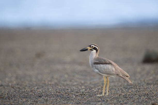 istock Sea bird : adult Beach thick-knee (Esacus magnirostris), also known as Beach stone-curlew. 1777637106
