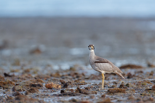 Closed up the sea bird in beauty light, adult Beach thick-knee also known as Beach stone-curlew, low angle view, side shot, in warmly morning walking on the coastline in nature of tropical rainforest, national park on the small islands of Andaman Sea, southern Thailand.