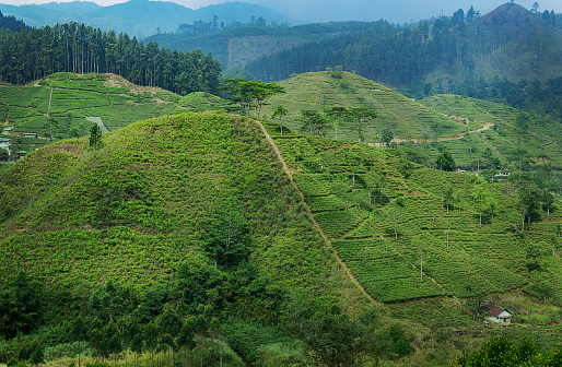 green tea plantation landscape, close up, sun