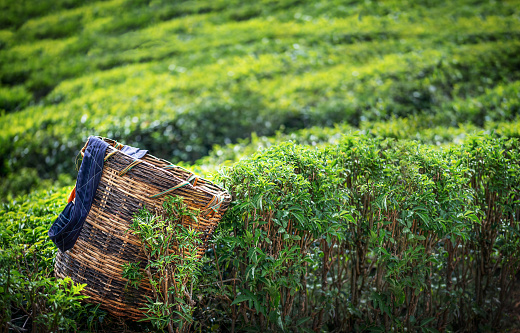 Tea picker bag with fresh leaf over a bush on tea plantation at Cameron Highlands, Malaysia