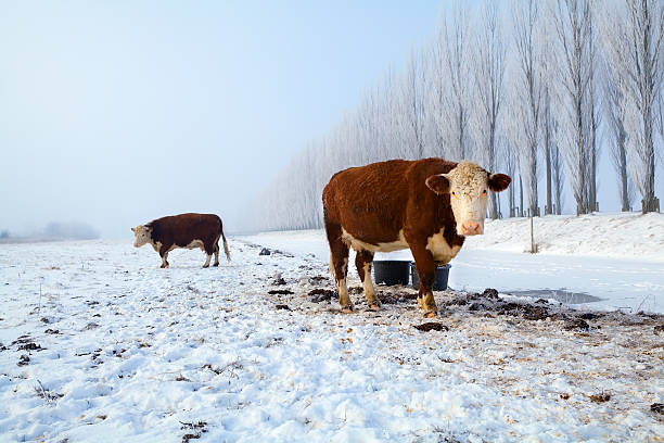 Brown cow with white head standing outdoors in a winter pasture in sunlight