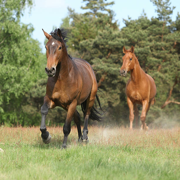 istock Two horses running in nature 177764684