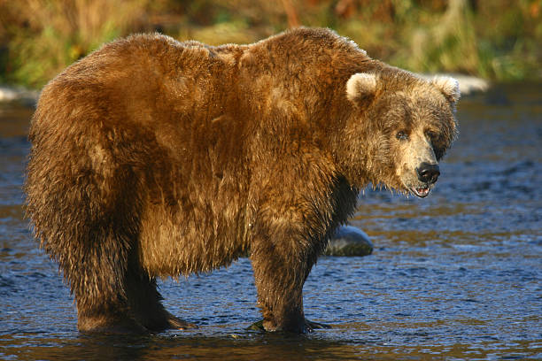 kodiak brown bear kodiak brown bear kodiak island photos stock pictures, royalty-free photos & images