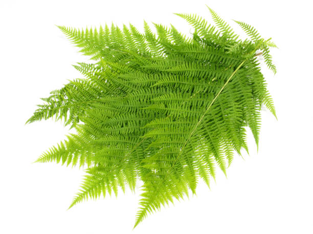 istock Fern Plant Leaves on white Background - Isolated 1777650769