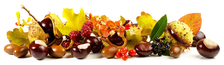 Chestnuts, Acorns, Autumn Leaves and Fruits isolated on white Background - Panorama