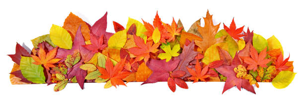 istock Autumn Leaves stick in Paper - Dry Fall Leaf Panorama isolated on white Background 1777651798