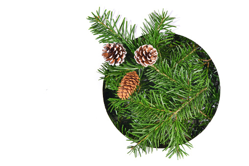 Christmas Fir Branches through round white Paper, with Fir Cones, isolated on white Background.