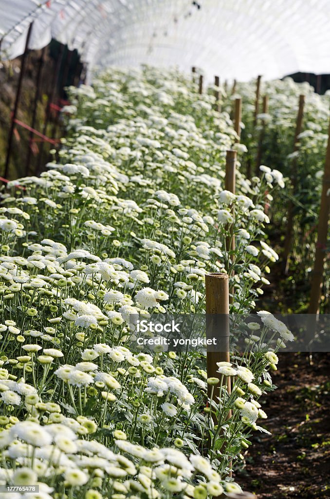 Chrysantheme Blumen Farms. - Lizenzfrei Agrarbetrieb Stock-Foto