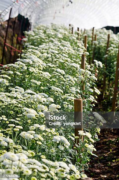 Chrysantheme Blumen Farms Stockfoto und mehr Bilder von Agrarbetrieb - Agrarbetrieb, Baumblüte, Bedecken