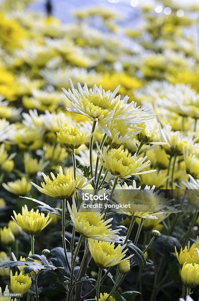 Fiori di Crisantemo aziende. - Foto stock royalty-free di Agricoltura