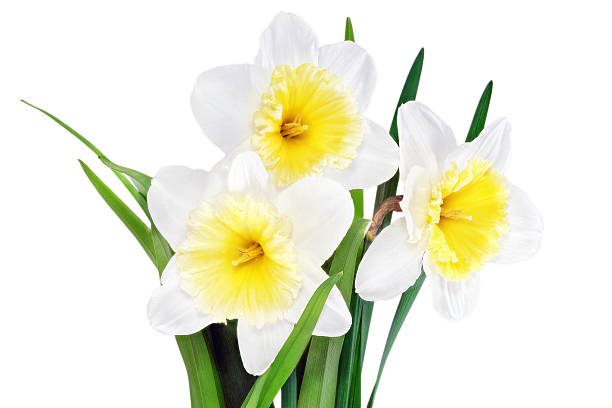istock Beautiful spring  three flowers : yellow-white narcissus (Daffod 177765928