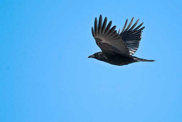 istock American Crow Flying in Clear Blue Sky 177766120