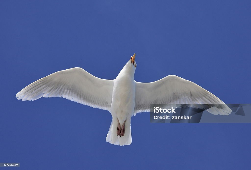 Glaucous Gull (Larus hyperboreus) Glaucous Gull (Larus hyperboreus) on the wing - Arctic Animal Body Part Stock Photo