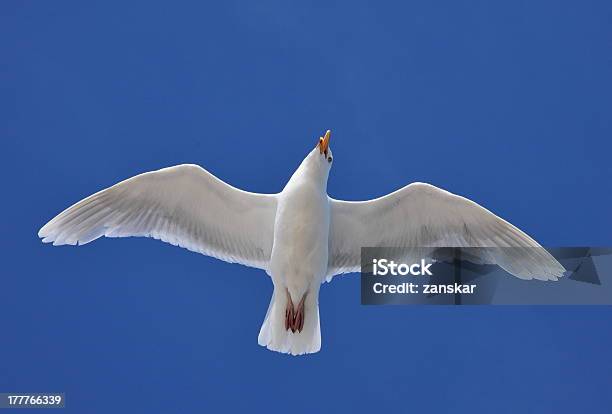 Glaucous Gull Stock Photo - Download Image Now - Animal Body Part, Animal Wing, Arctic