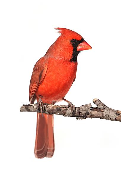 Isolated Cardinal On A Stump Northern Cardinal (Cardinalis) on a branch - Isolated on a white background cardinal bird stock pictures, royalty-free photos & images