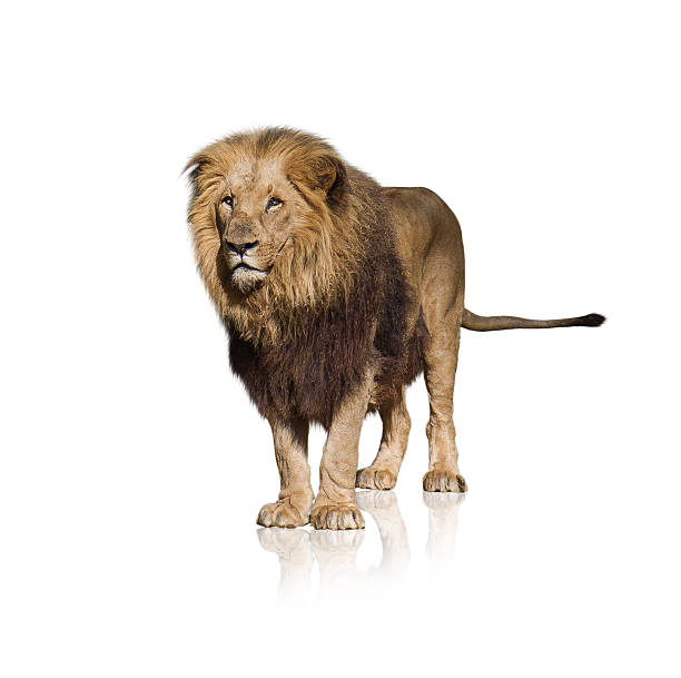 istock Portrait Of Wild Lion 177766499