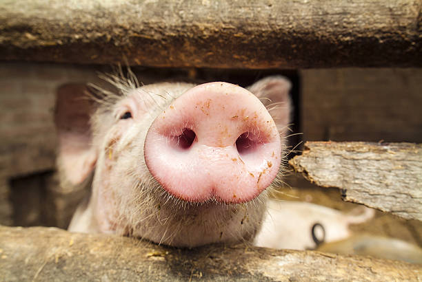 istock Curious small newborn pig in a stable 177766512