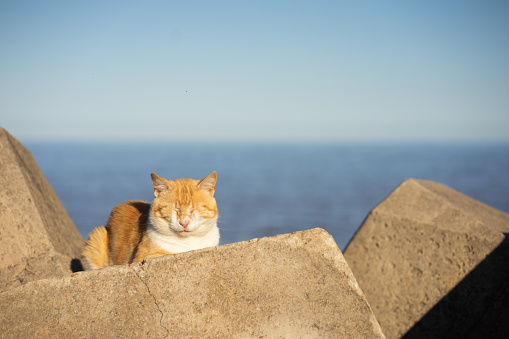 A stray yellow and white cat sunbathing and napping on a rock with the sea in the background. This image showcases a peaceful moment of feline relaxation by the coast.