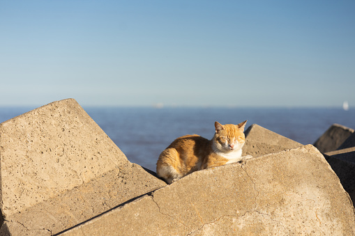 Cat sleep on the wall by the sea