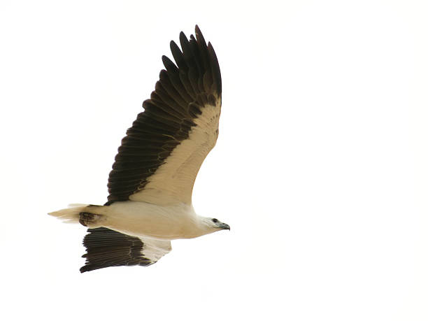 바다빛 eagle 스톡 사진