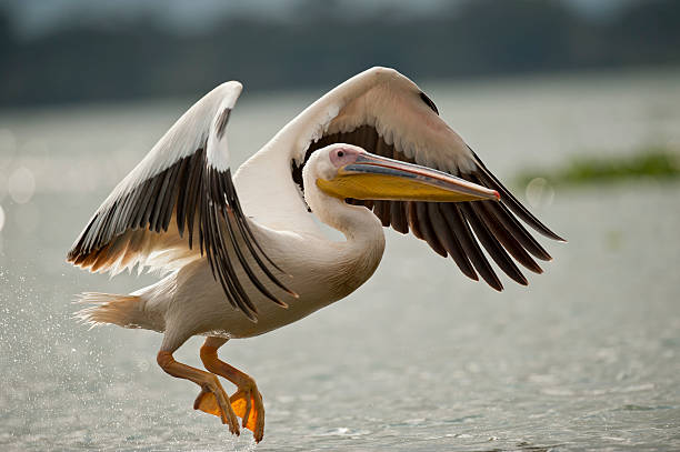 Great White Pelican Flying on Naivasha Lake Great white pelican on naivasha lake in Kenya pelican stock pictures, royalty-free photos & images
