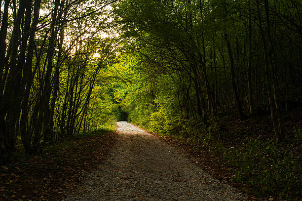 istock Autumn foliage and colors in the forest 177767640