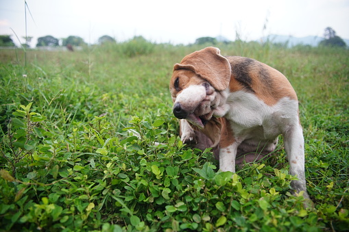 A cute beagle dog scratching body outdoor on the grass field,shooting with a shallow depth of field.