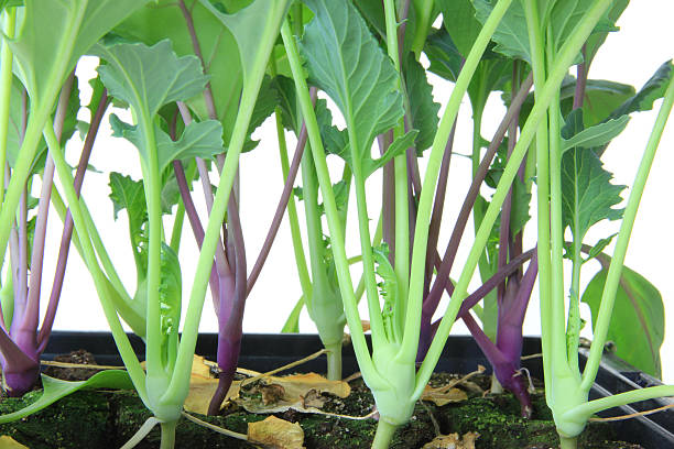 istock Seedlings of kohlrabi 177767755