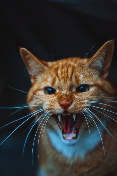 primo piano verticale di un gatto rosso domestico - yawner foto e immagini stock