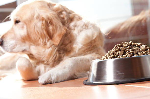 istock Dog with his food 177768327