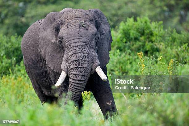 Huge African Elephant Bull Stock Photo - Download Image Now - Africa, African Elephant, Animal