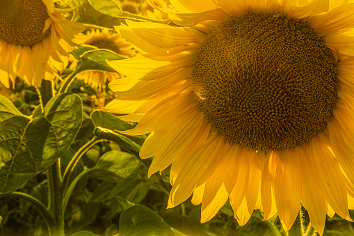 opened large yellow flower of sunflower with seeds in summer in detail. Plant in sunshine. Petals and green flower stems of the crop. Sun shines from behind