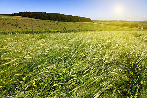 istock green ears of wheat 177769496